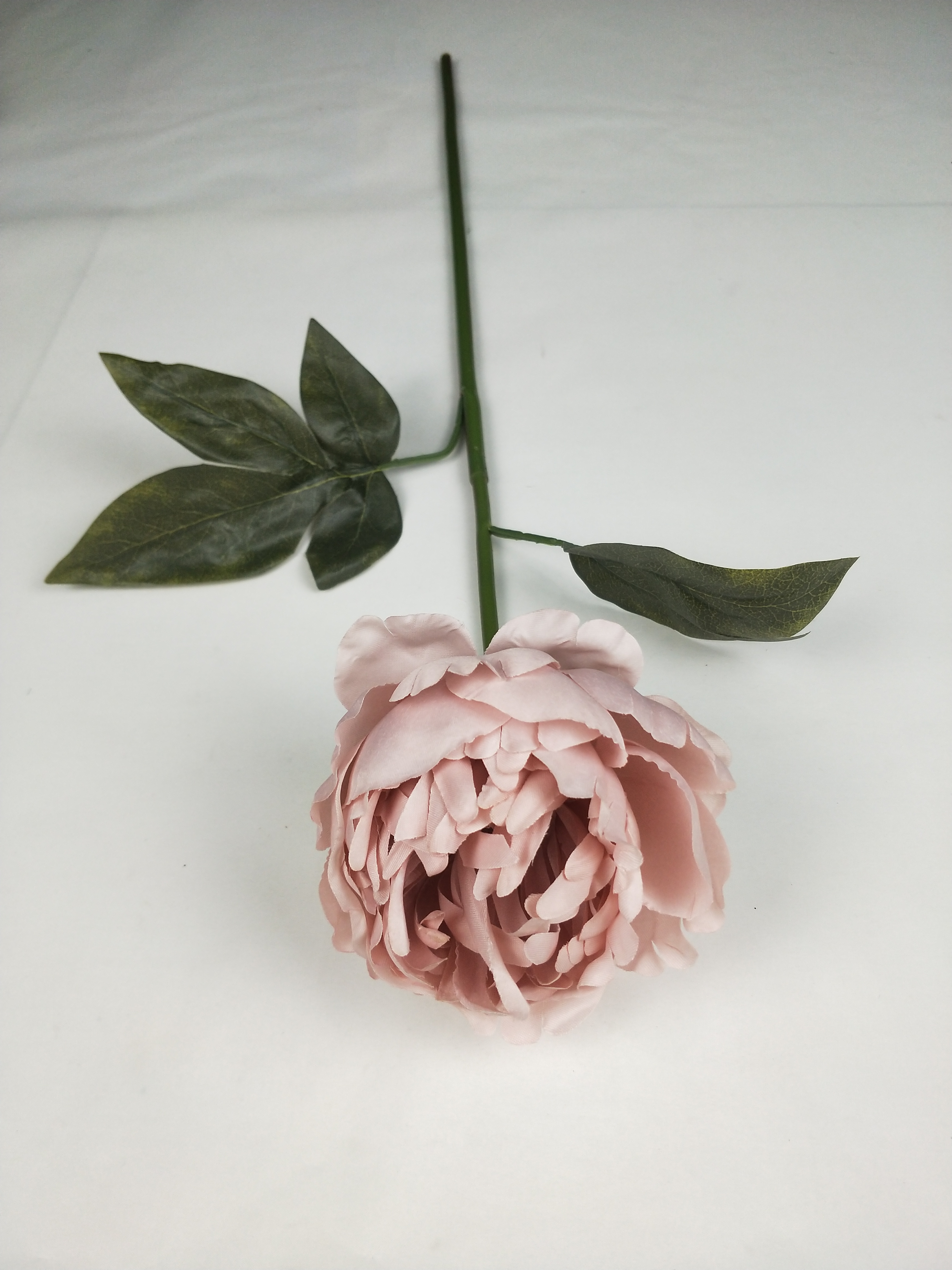 Dongting peony