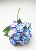 Small single hydrangea