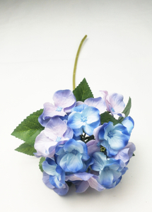 Small single hydrangea
