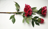 Peony-3T