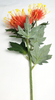 Plastic chrysanthemum-3T