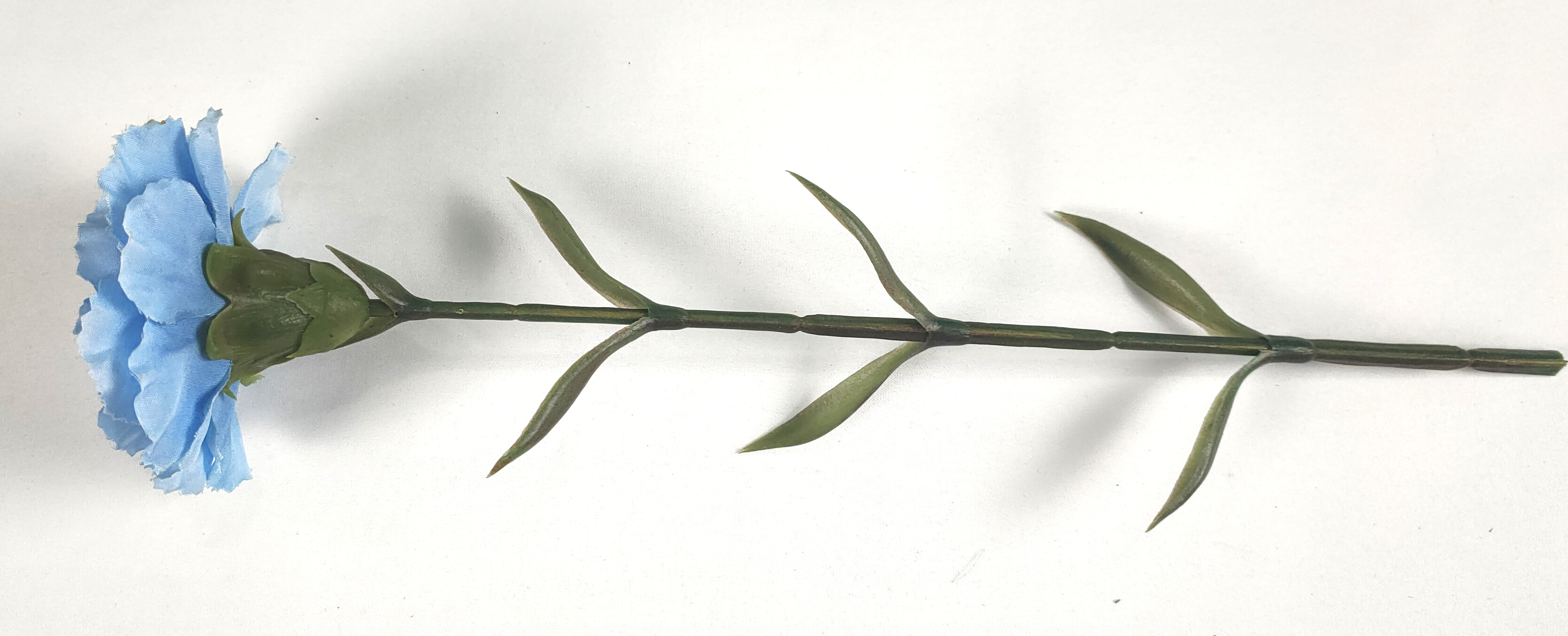 Carnation