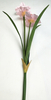 Narcissus