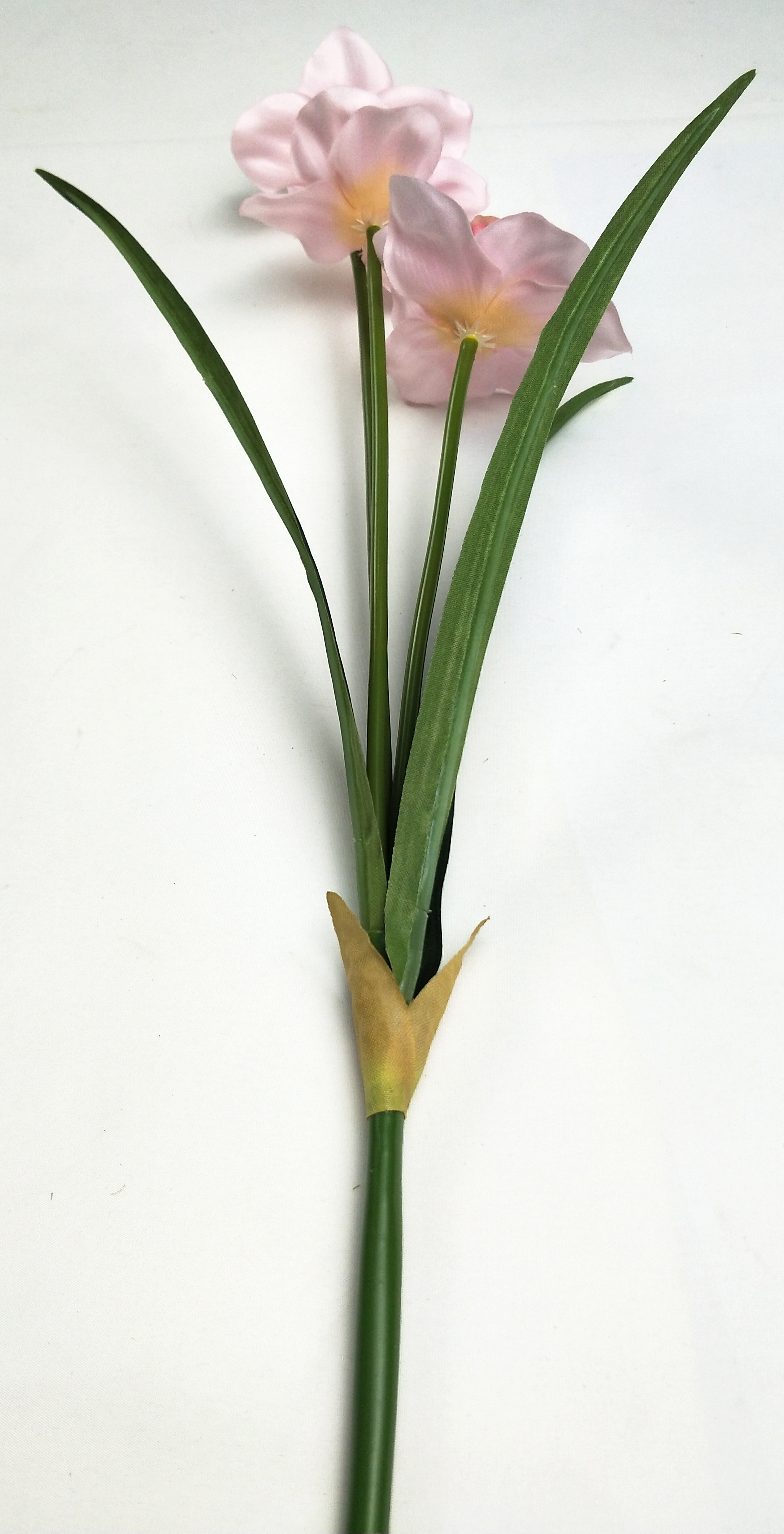 Narcissus