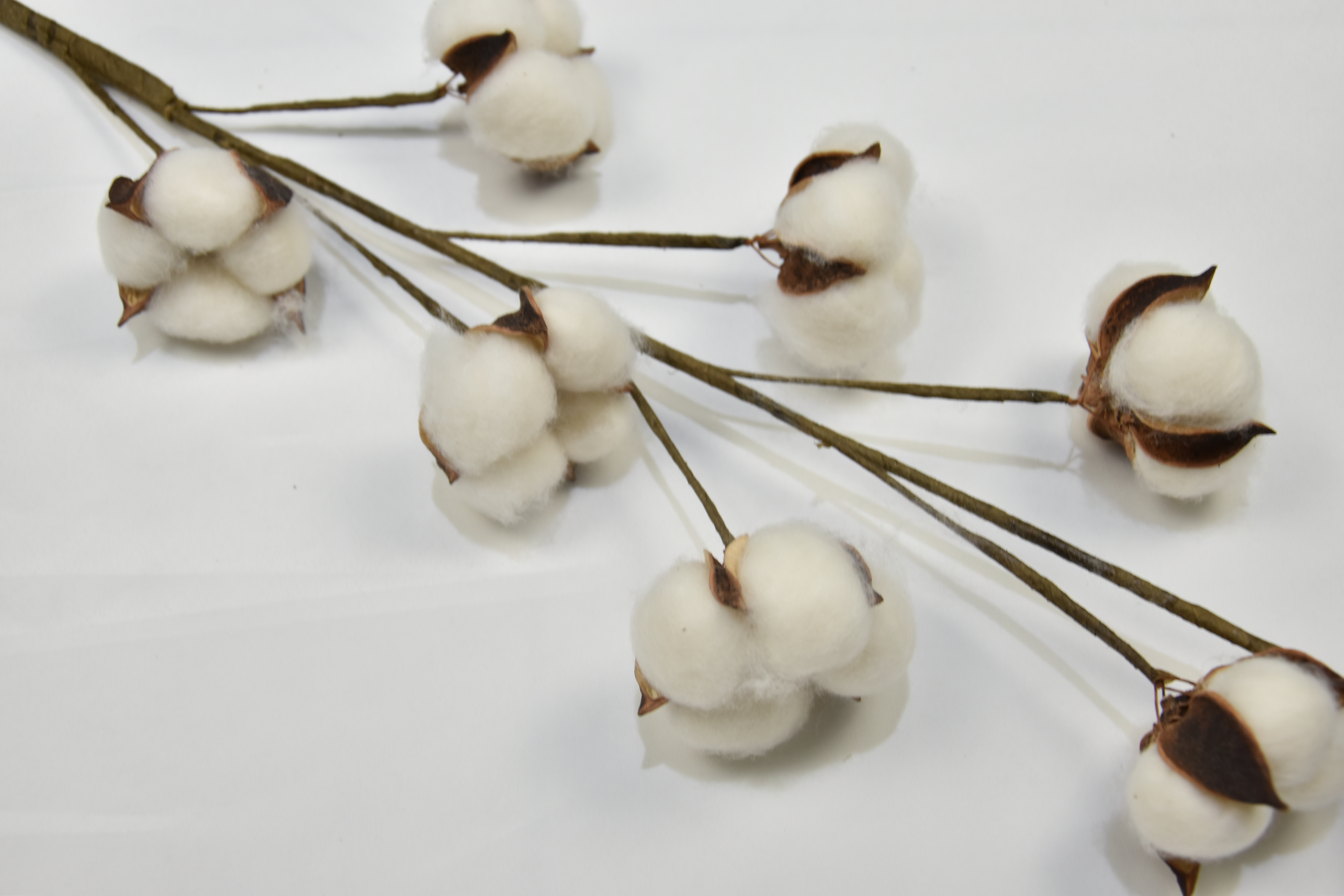 8T-Cotton