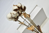 6T-Cotton（Single stalk）