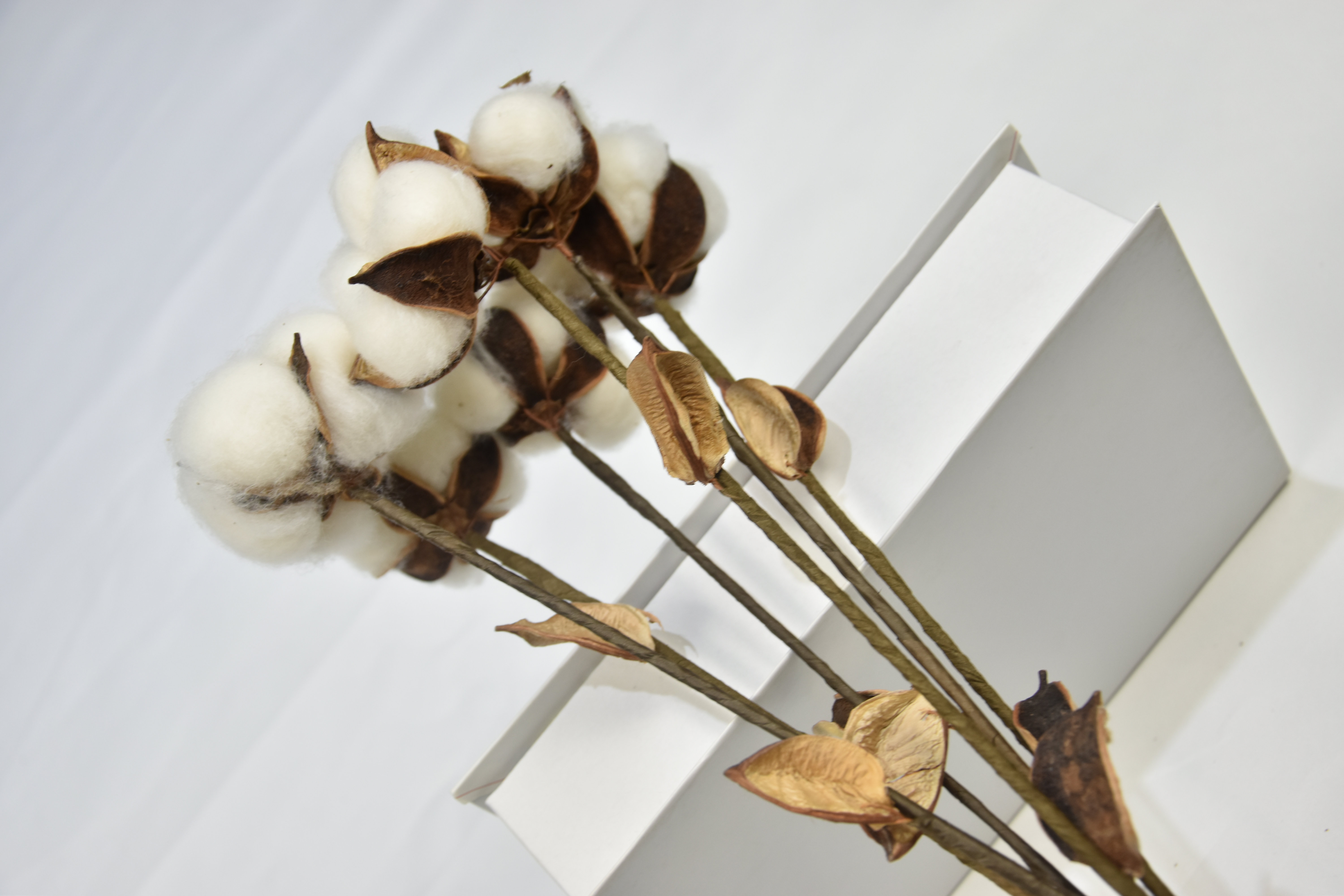 6T-Cotton（Single stalk）