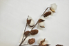 4T-Cotton（Hazelnut）