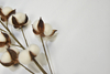 10T-Cotton