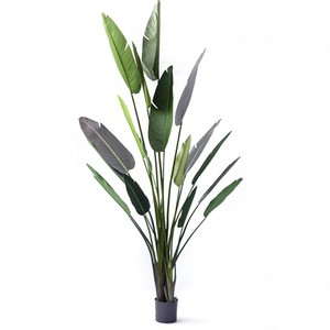 240cm Giant Bird of Paradise