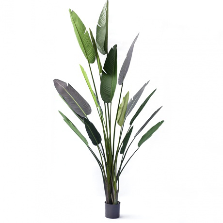 240cm Giant Bird of Paradise