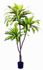 NEW 170cm Dracaena Fragrans