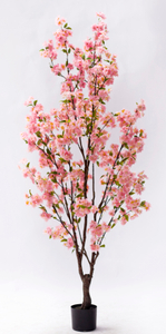 170cm Blossom