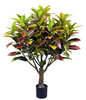 150cm Croton Plant