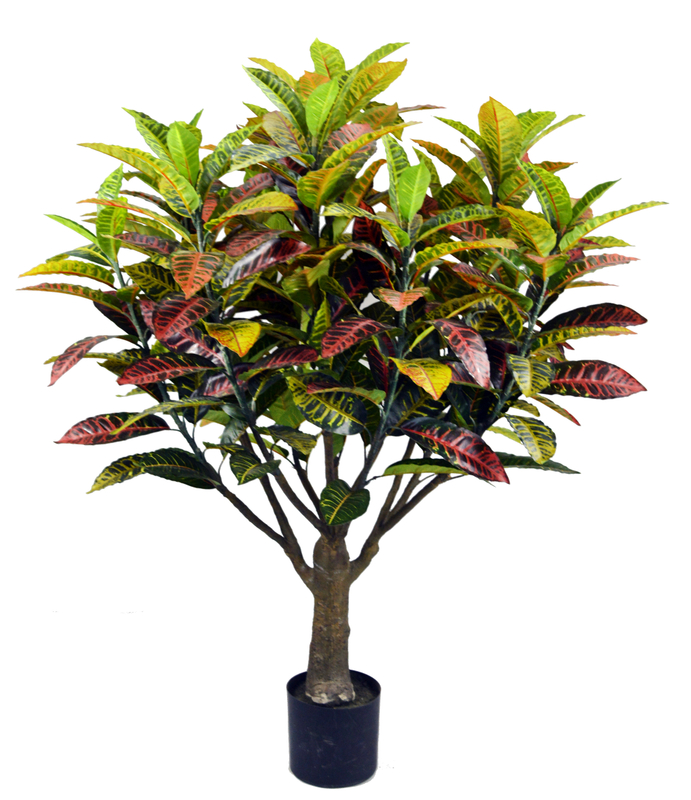 150cm Croton Plant