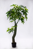 145cm Pachira Macrocarpa