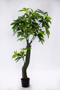 145cm Pachira Macrocarpa