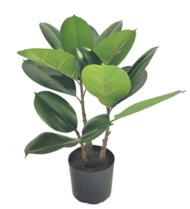45cm Rubber Plant