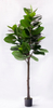 210cm B Rubber Plant