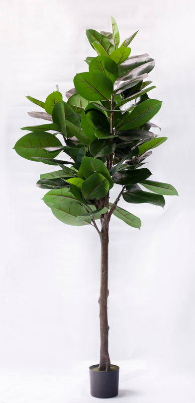 210cm B Rubber Plant