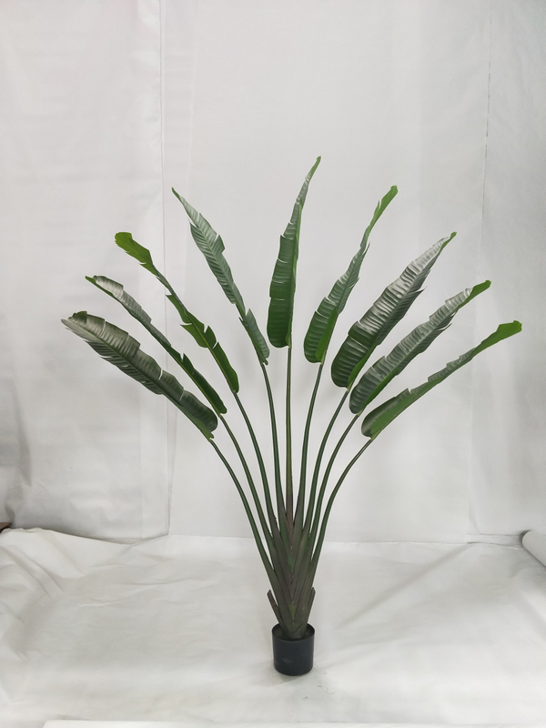 150cm M Banana Tree