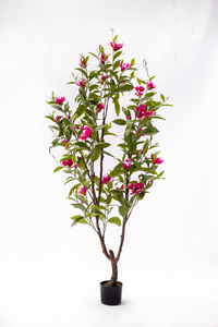 210cm Magnolia