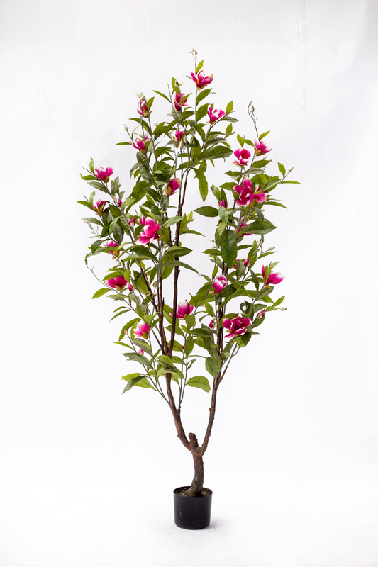 210cm Magnolia