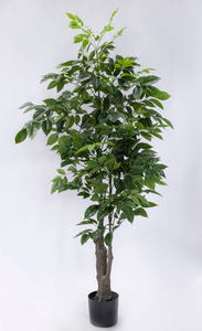 190cm Ficus
