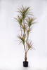 160cm Dracaena--Discolor