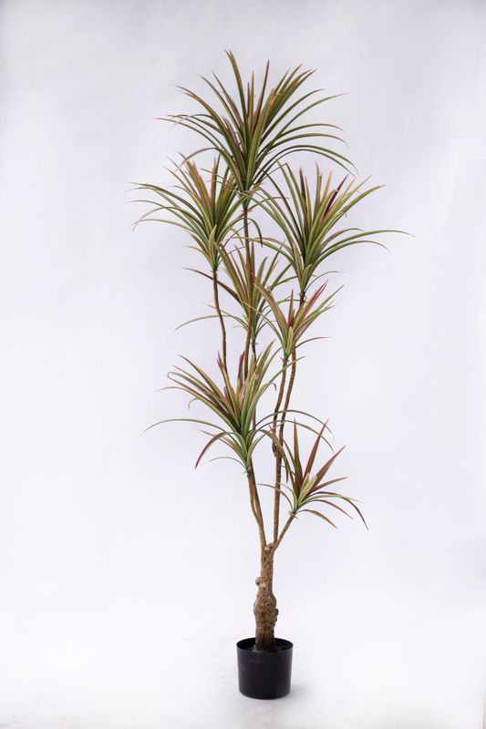 160cm Dracaena--Discolor
