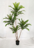 190cm Ailanthus Altissima