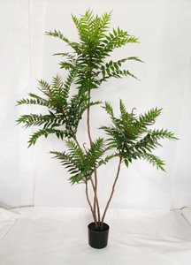 190cm Ailanthus Altissima