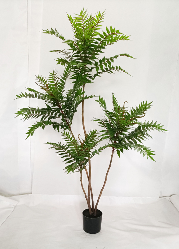 190cm Ailanthus Altissima