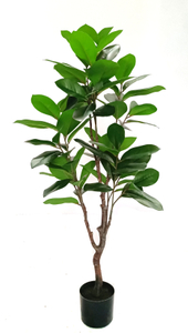 120cm Magnolia Tree