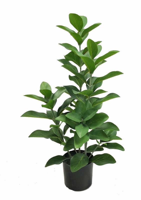 65cm Protea Cynaroides