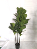 W180cm Fiddle Tree