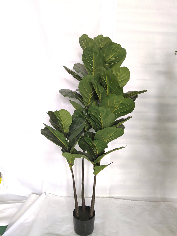 W180cm Fiddle Tree