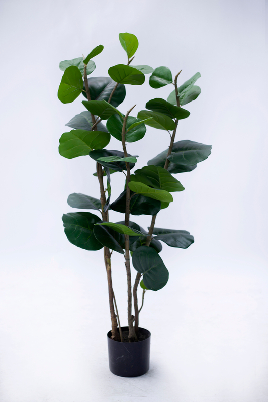 120cm Haiti
