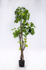135cm Aralia Fabian