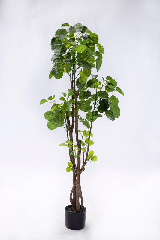 135cm Aralia Fabian