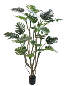 200cm Monstera Plant