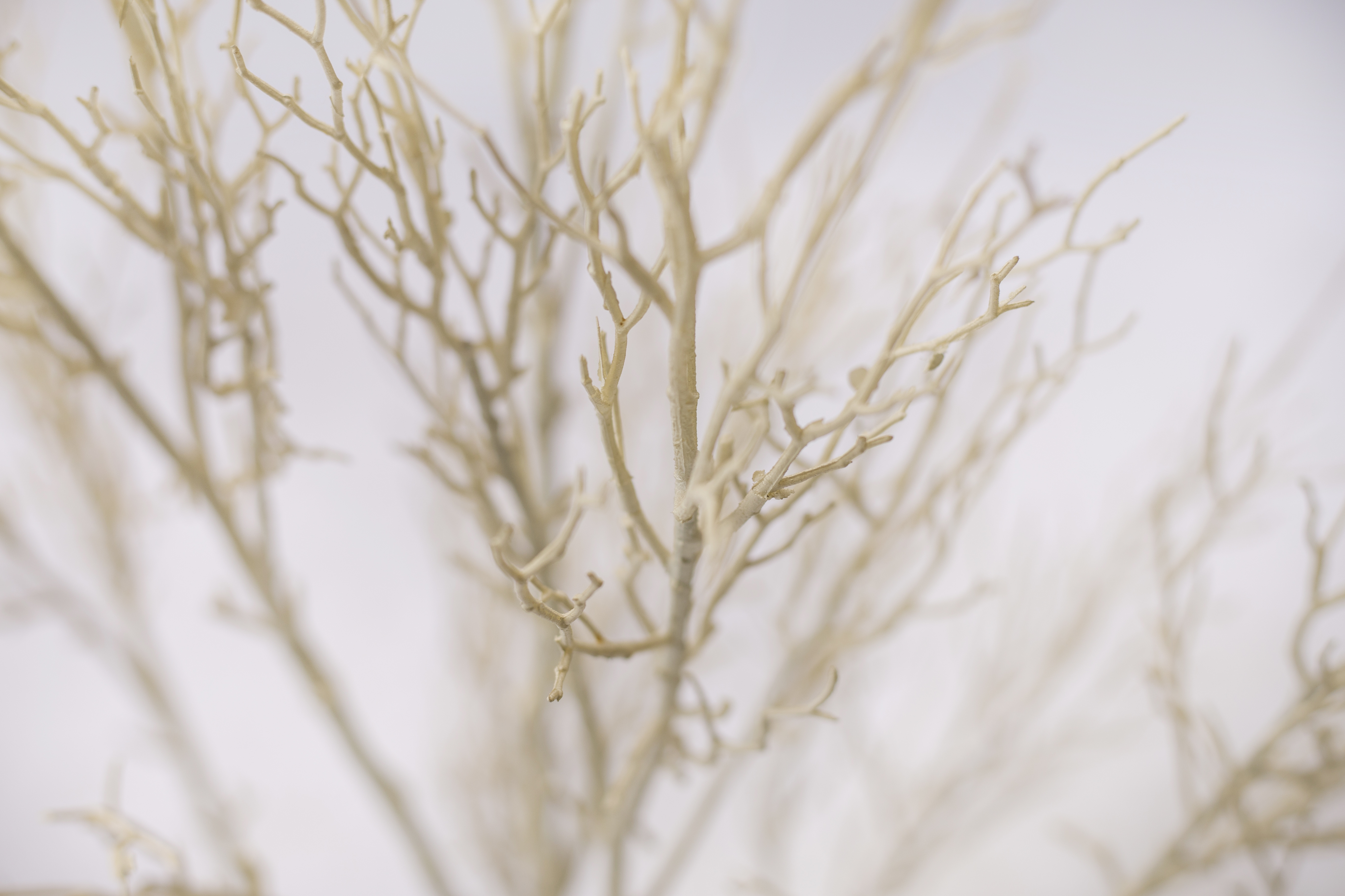 135cm White Plant