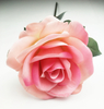 Great Circle Rose