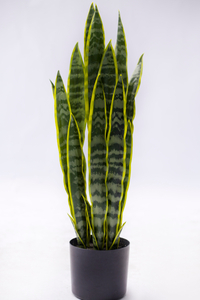 80cm Abram Tiger
