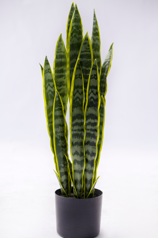 80cm Abram Tiger