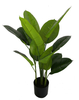 80cm Scindapsus