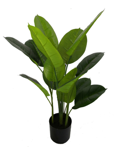 80cm Scindapsus