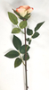 A Single New Rose