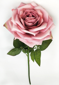 Single Newly Curled Rose