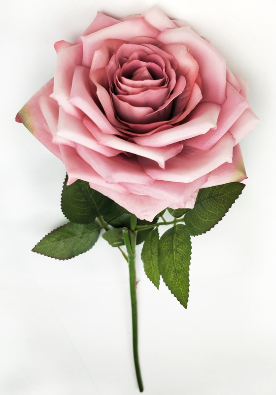 Single Newly Curled Rose